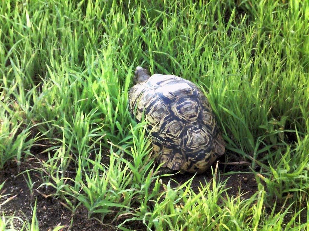 Шатер 2 | Mabata Makali